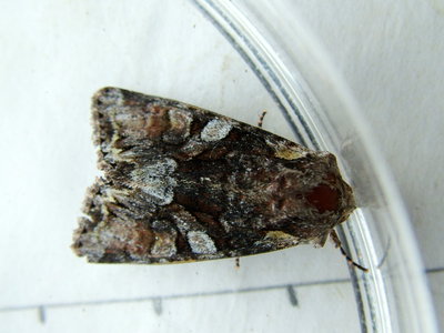Beautiful Brocade